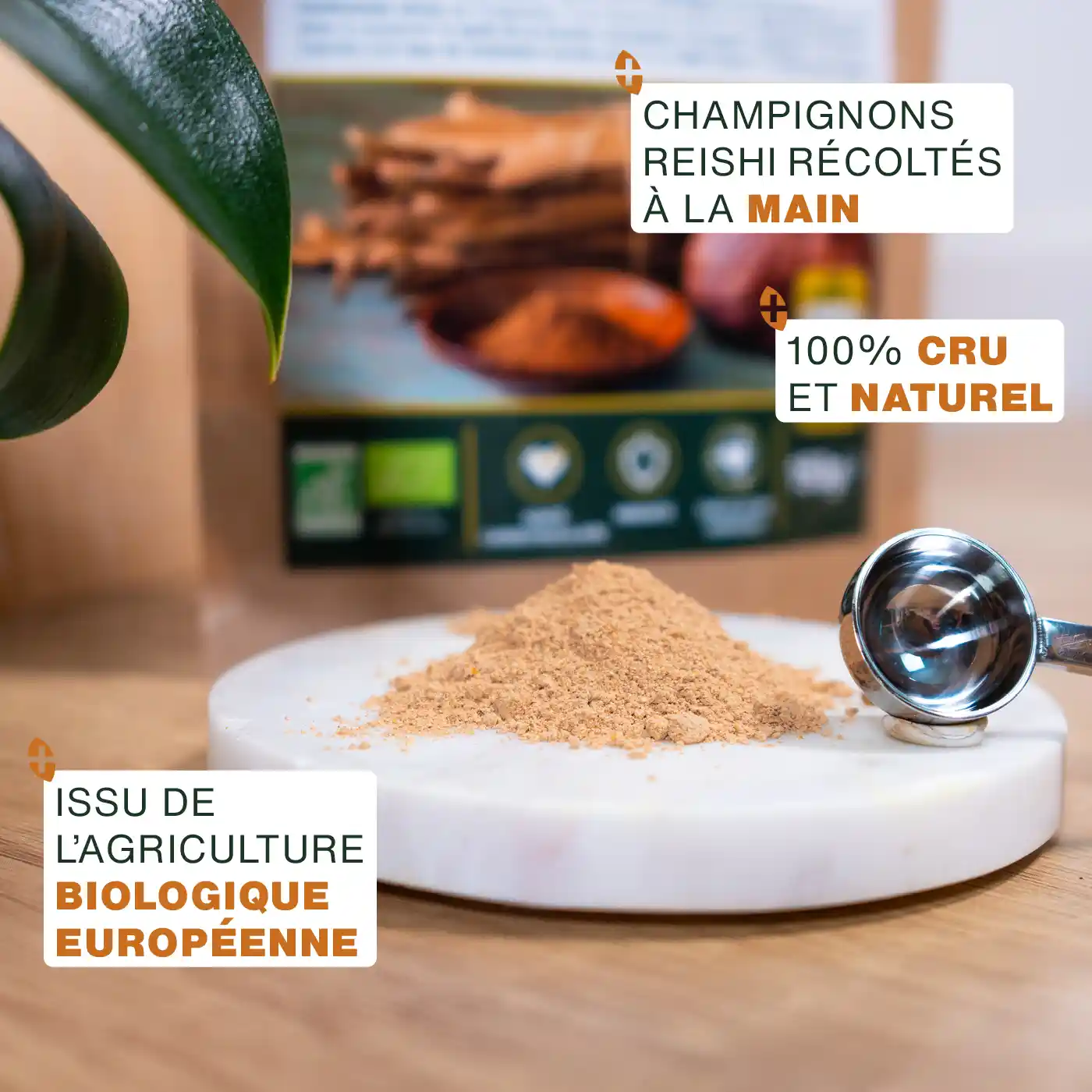 Reishi en poudre Bio 150g - Image 3