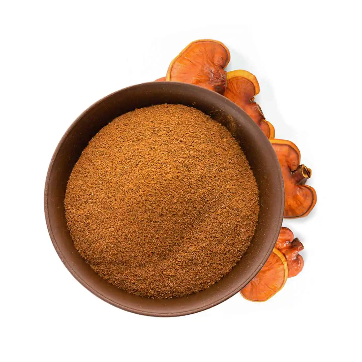 Reishi en poudre Bio 150g - Image 5
